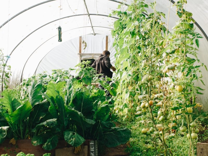 Un invernadero con hileras de plantas verdes, incluyendo tomates y otras hortalizas, con una persona de espaldas trabajando al fondo bajo un techo transparente.