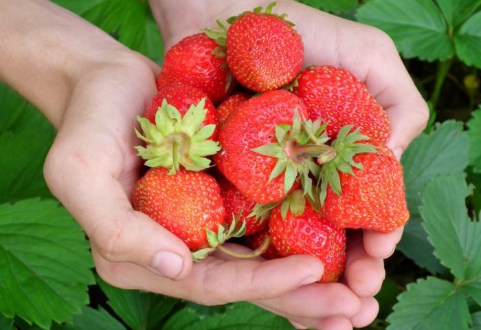 Manos sosteniendo un montón de fresas maduras con hojas verdes, rodeadas de plantas de fresas con hojas verdes en el fondo.